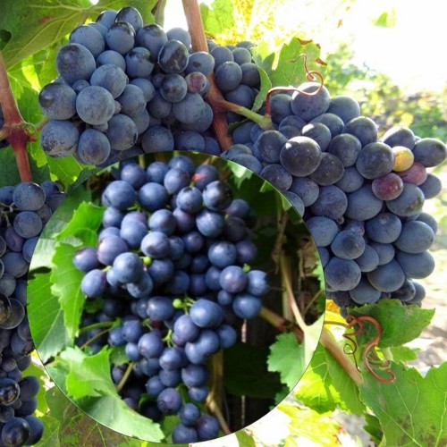 Vitis vinifera 'Ranni Magarasha' - Harilik viinapuu 'Ranni Magarasha' C7/7L